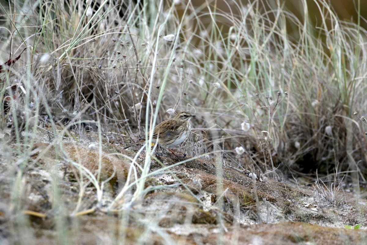 New Zealand Pipit - Olivier Laporte