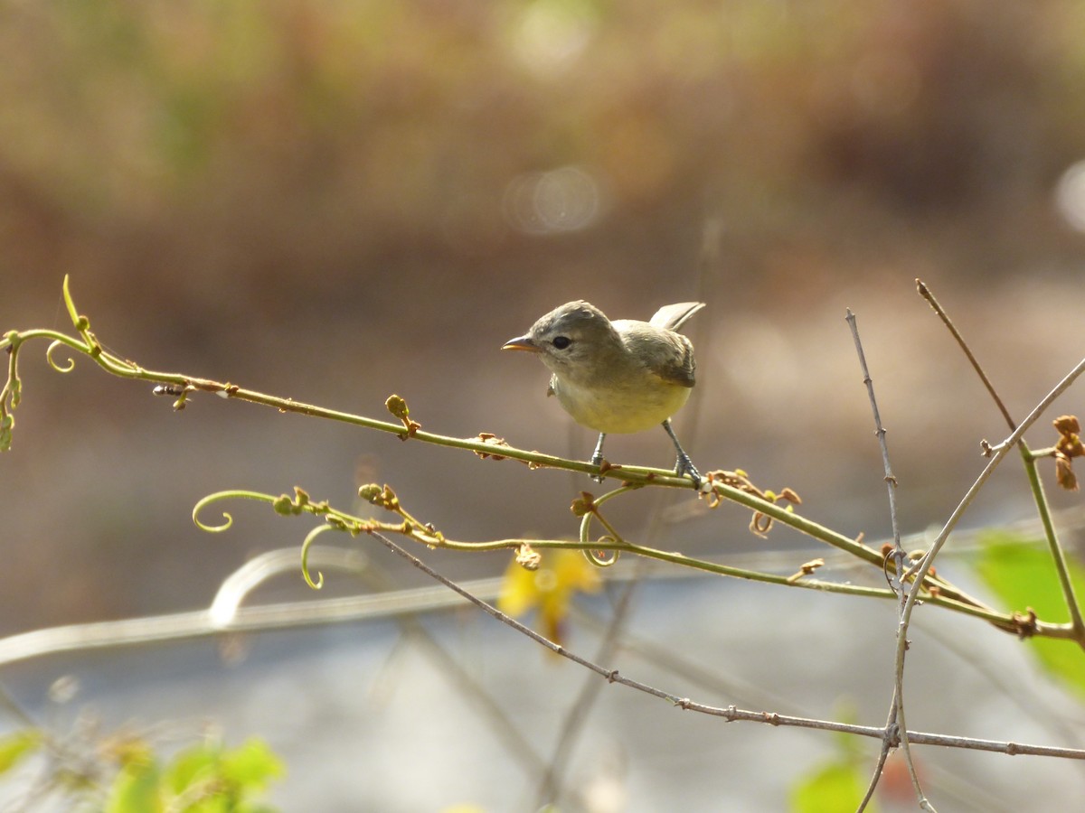 Tyranneau passegris - ML232516041