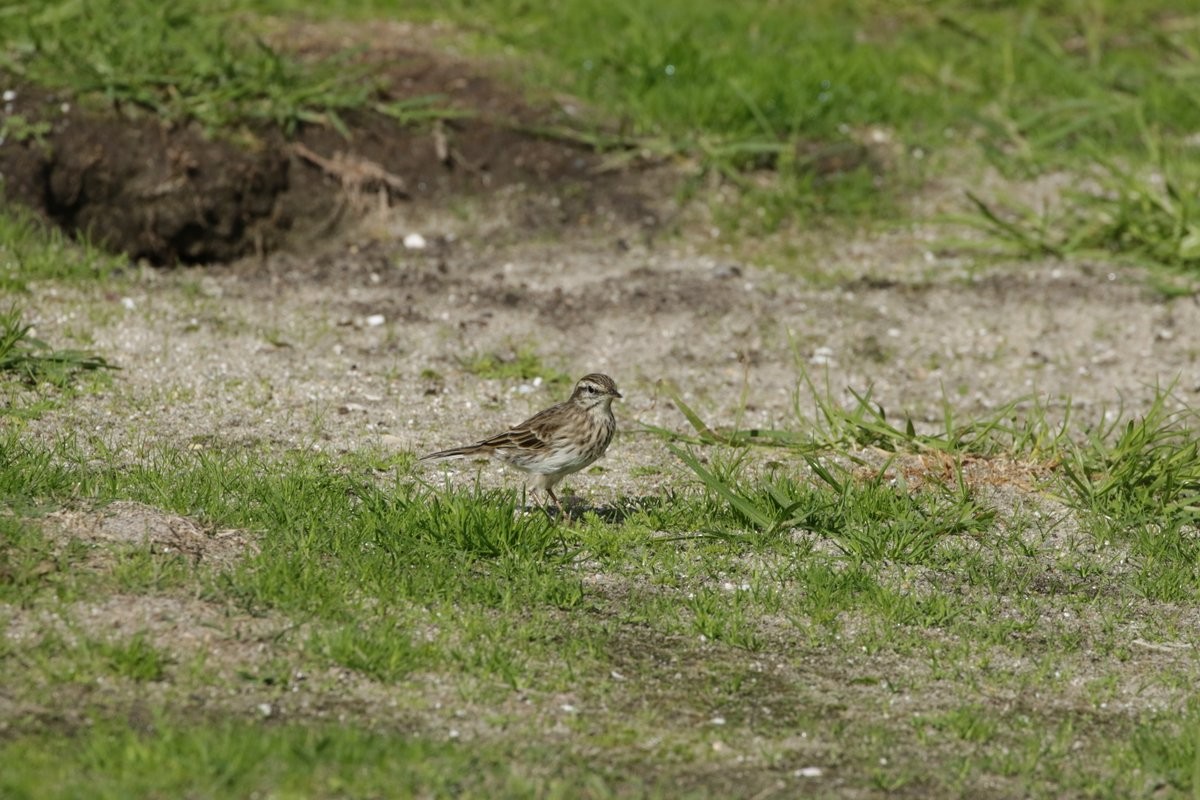 New Zealand Pipit - Olivier Laporte