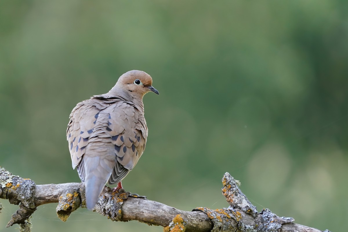 Mourning Dove - Derek Lecy