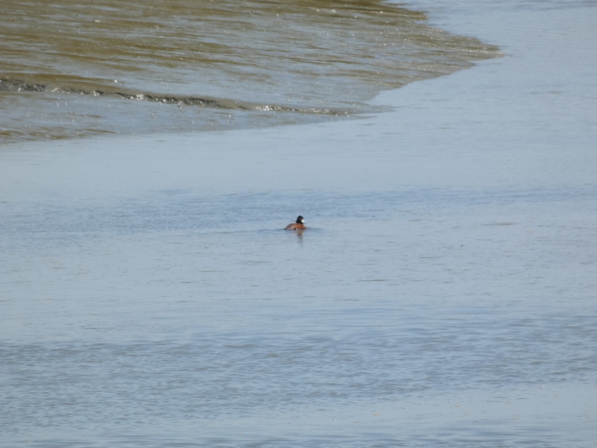 Ruddy Duck - ML232516291