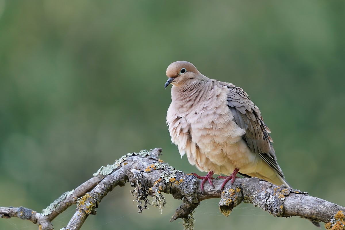 Mourning Dove - ML232516461