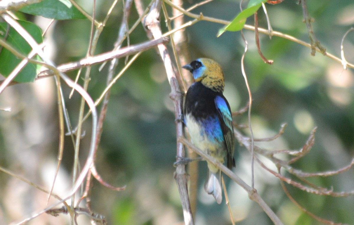 Golden-hooded Tanager - Carlos Mancera (Tuxtla Birding Club)