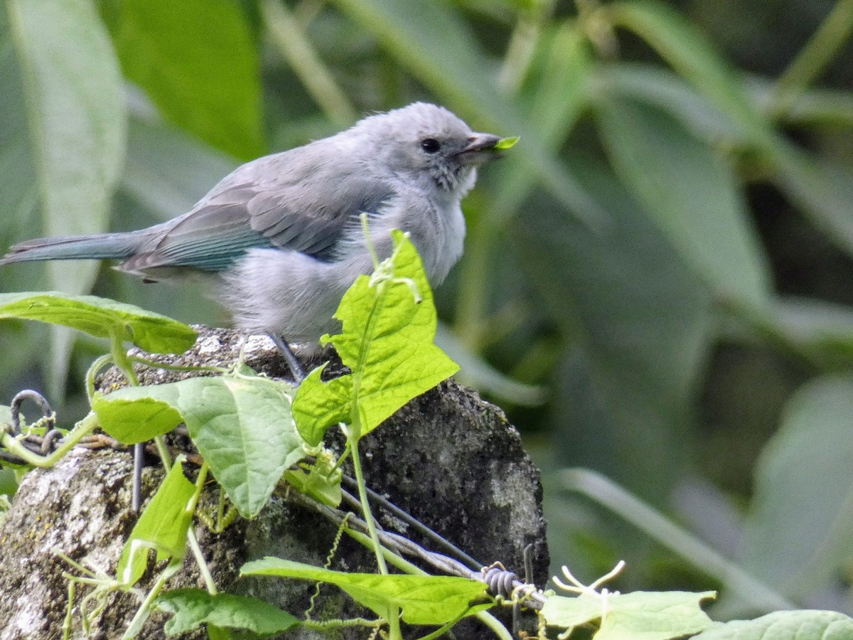 Blue-gray Tanager - ML232518161