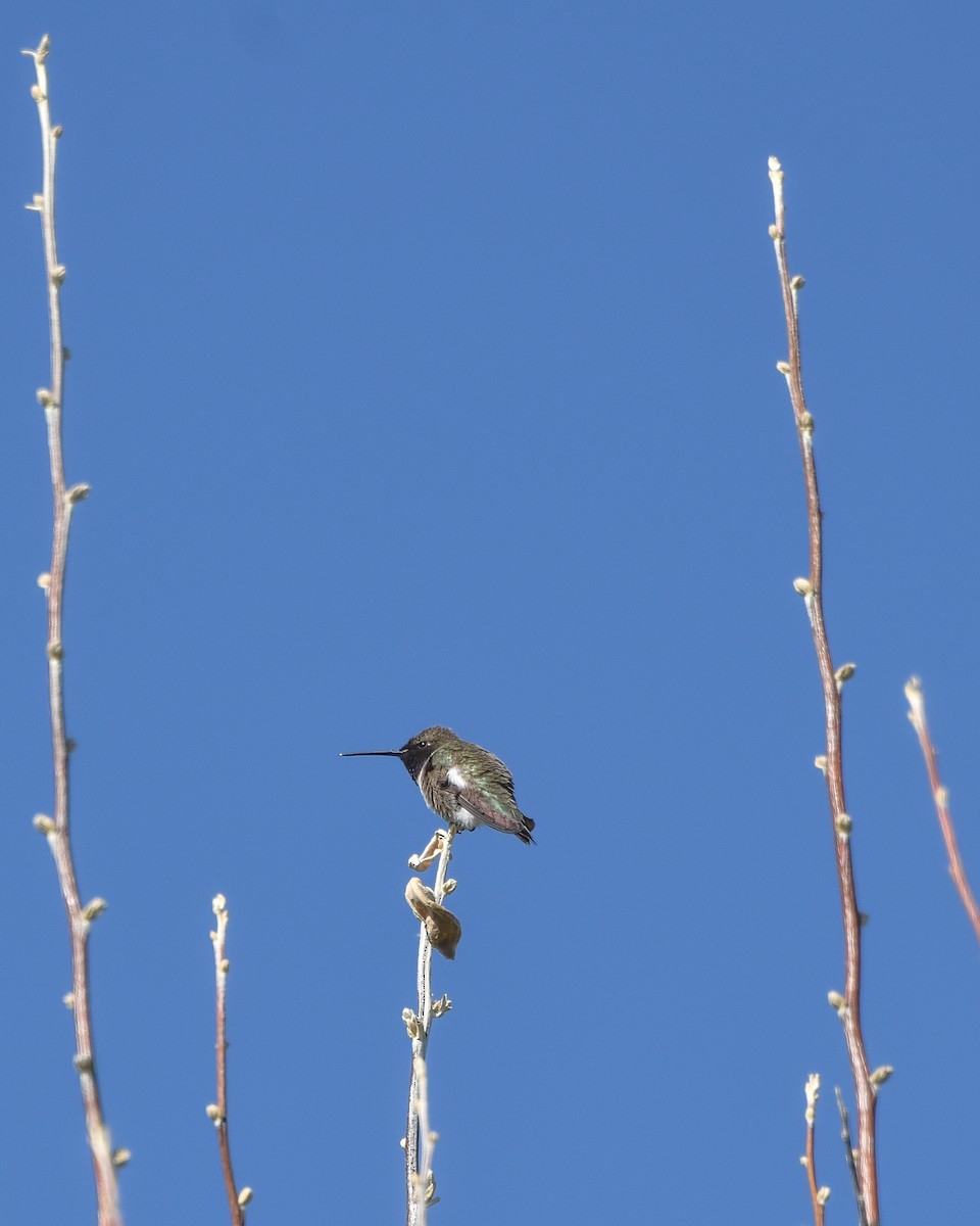 Black-chinned Hummingbird - David Sinton