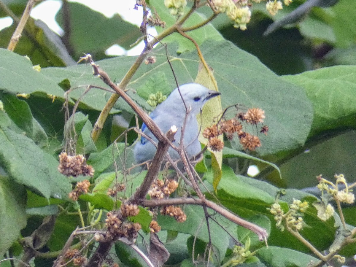 Blue-gray Tanager - ML232518341
