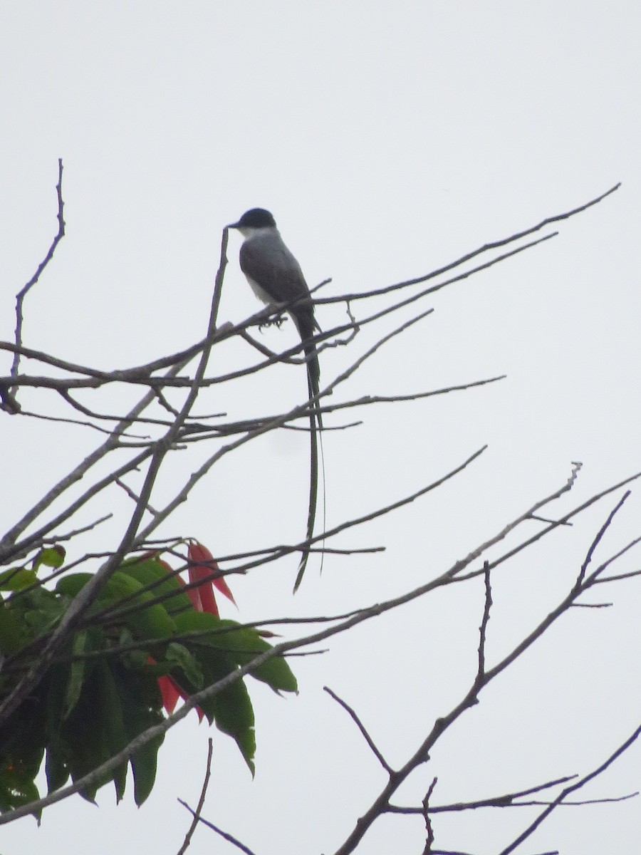 Fork-tailed Flycatcher - ML232520351