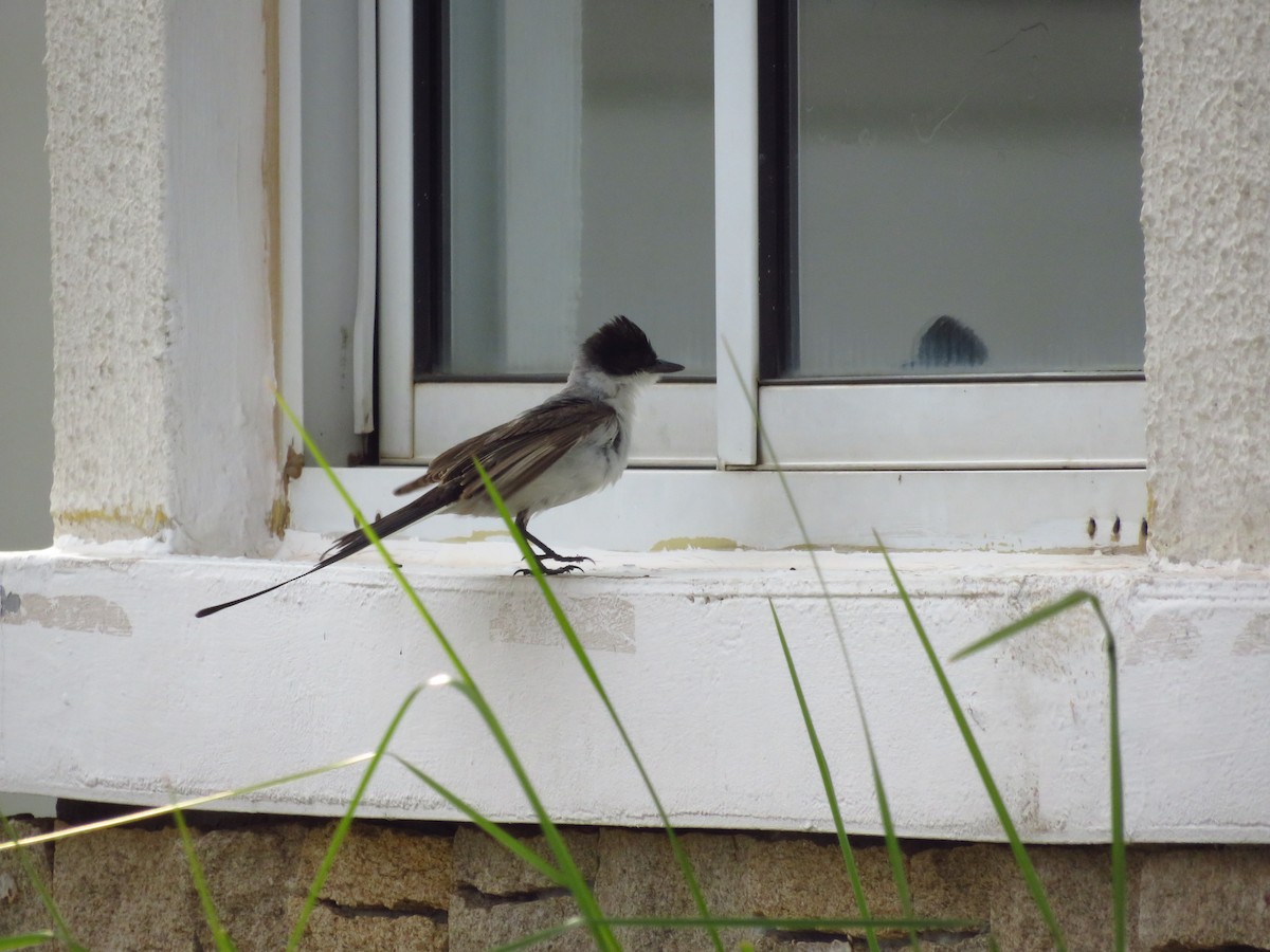 Fork-tailed Flycatcher - ML232521431