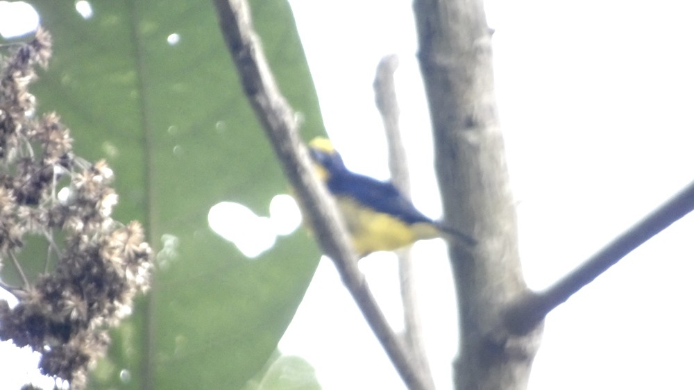 Thick-billed Euphonia - Sandra  Rairán