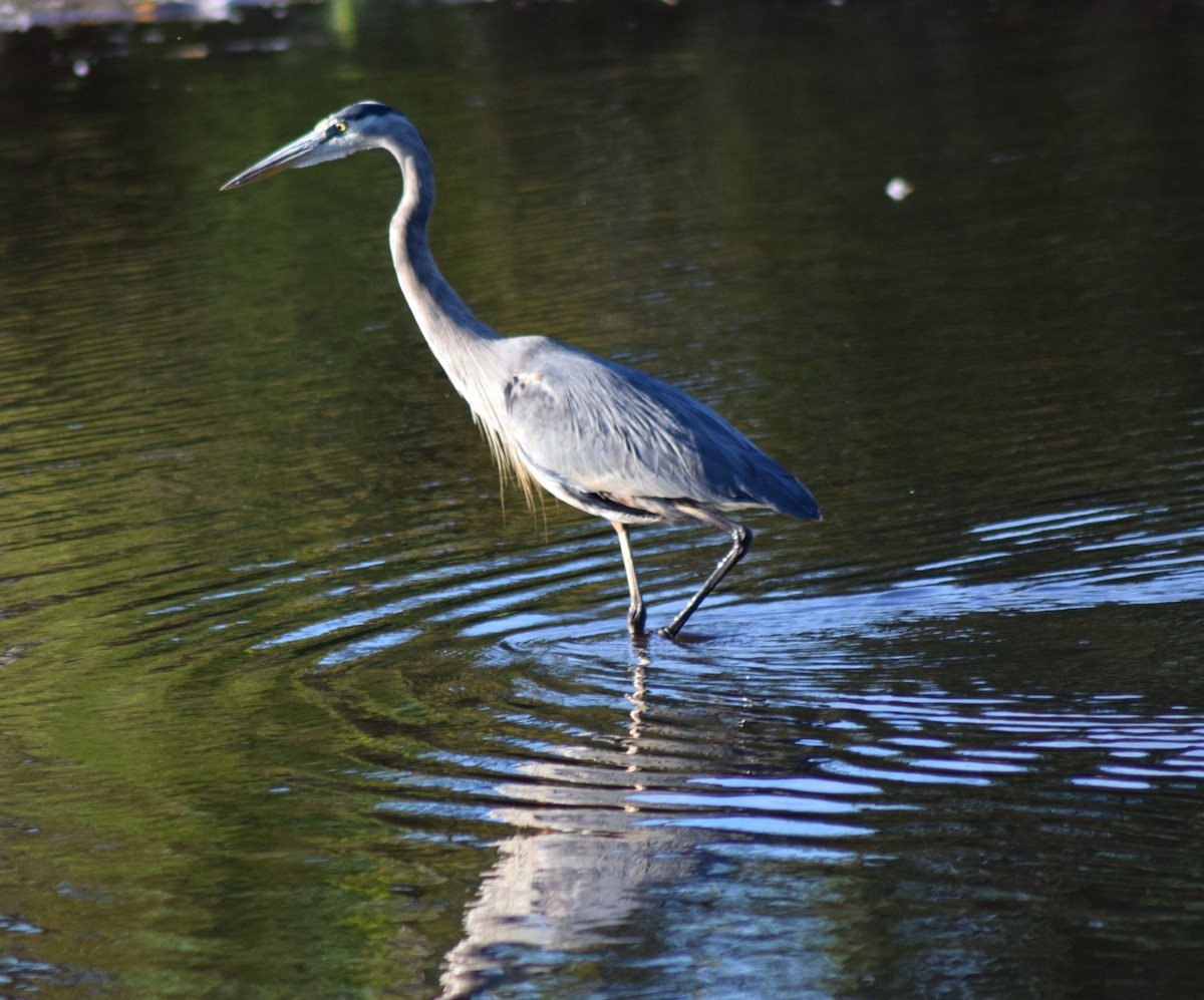 Garza Azulada - ML23252191