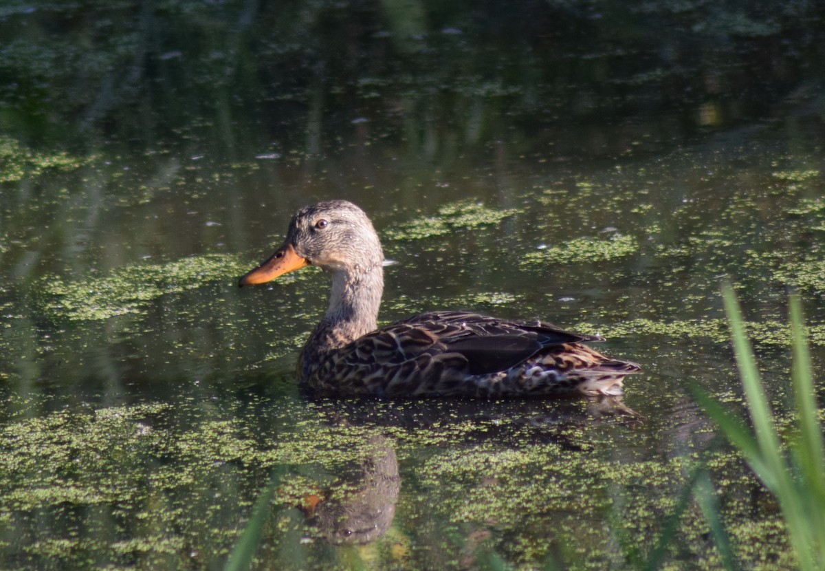 Canard colvert - ML23252201