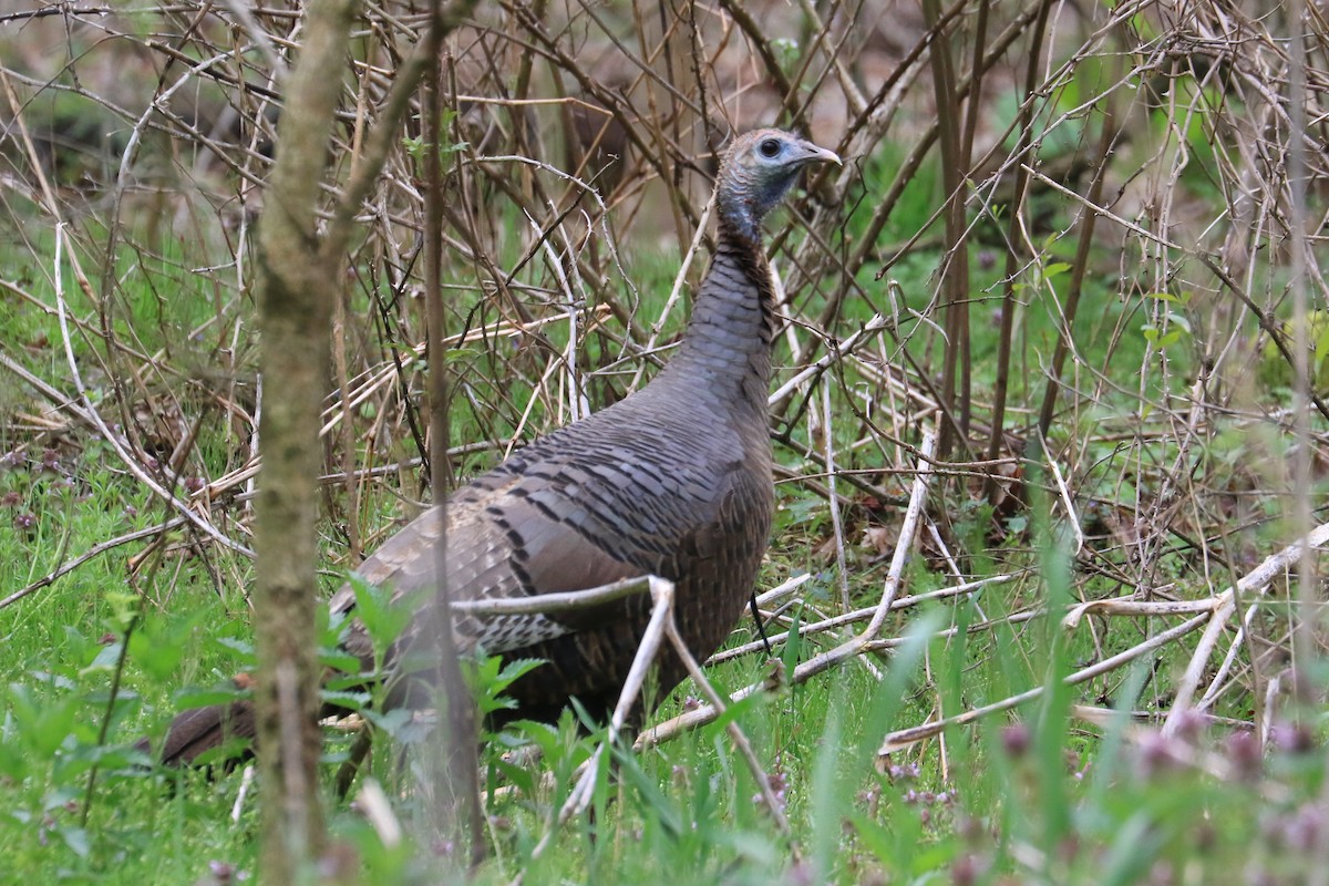 Guajolote Gallipavo - ML232522051