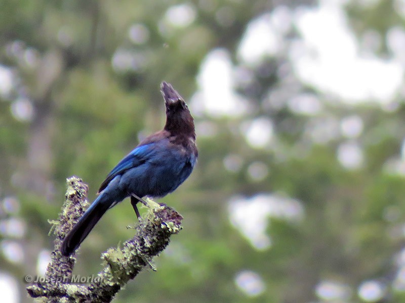 Steller's Jay (Coastal) - ML232523071