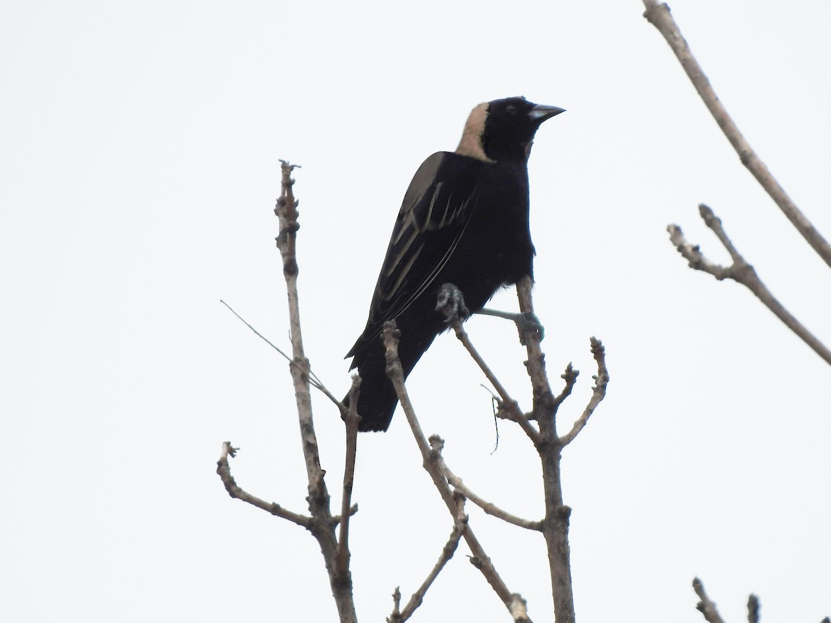 Bobolink - Alberto Peña