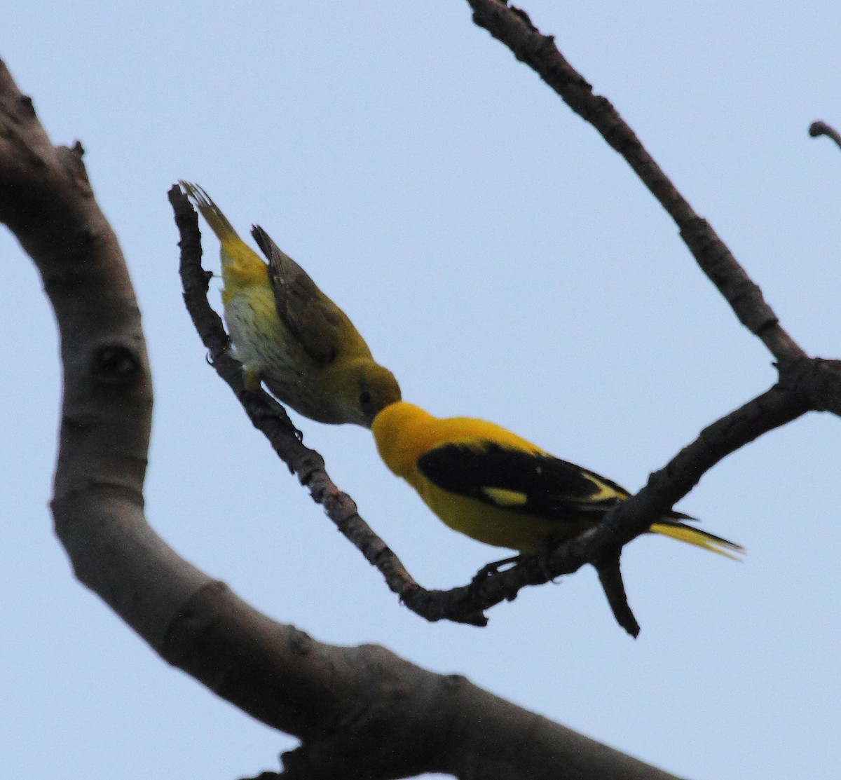 Indian Golden Oriole - ML23252531