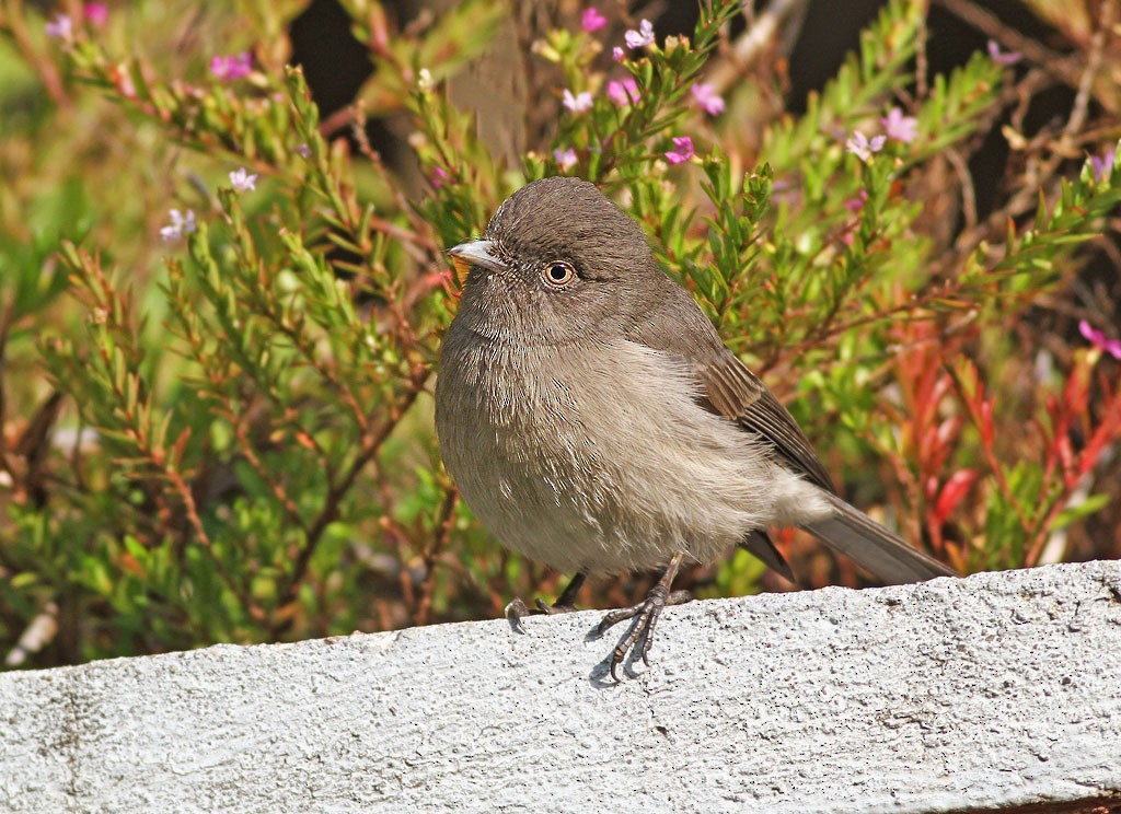 Abyssinian Slaty-Flycatcher - ML232525771