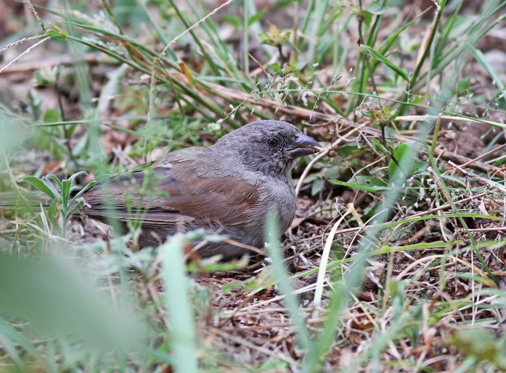 Swainson's Sparrow - Charley Hesse TROPICAL BIRDING
