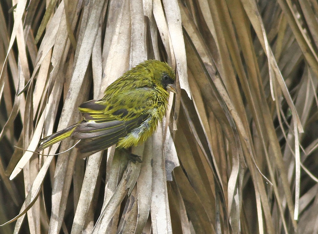 African Citril - Charley Hesse TROPICAL BIRDING