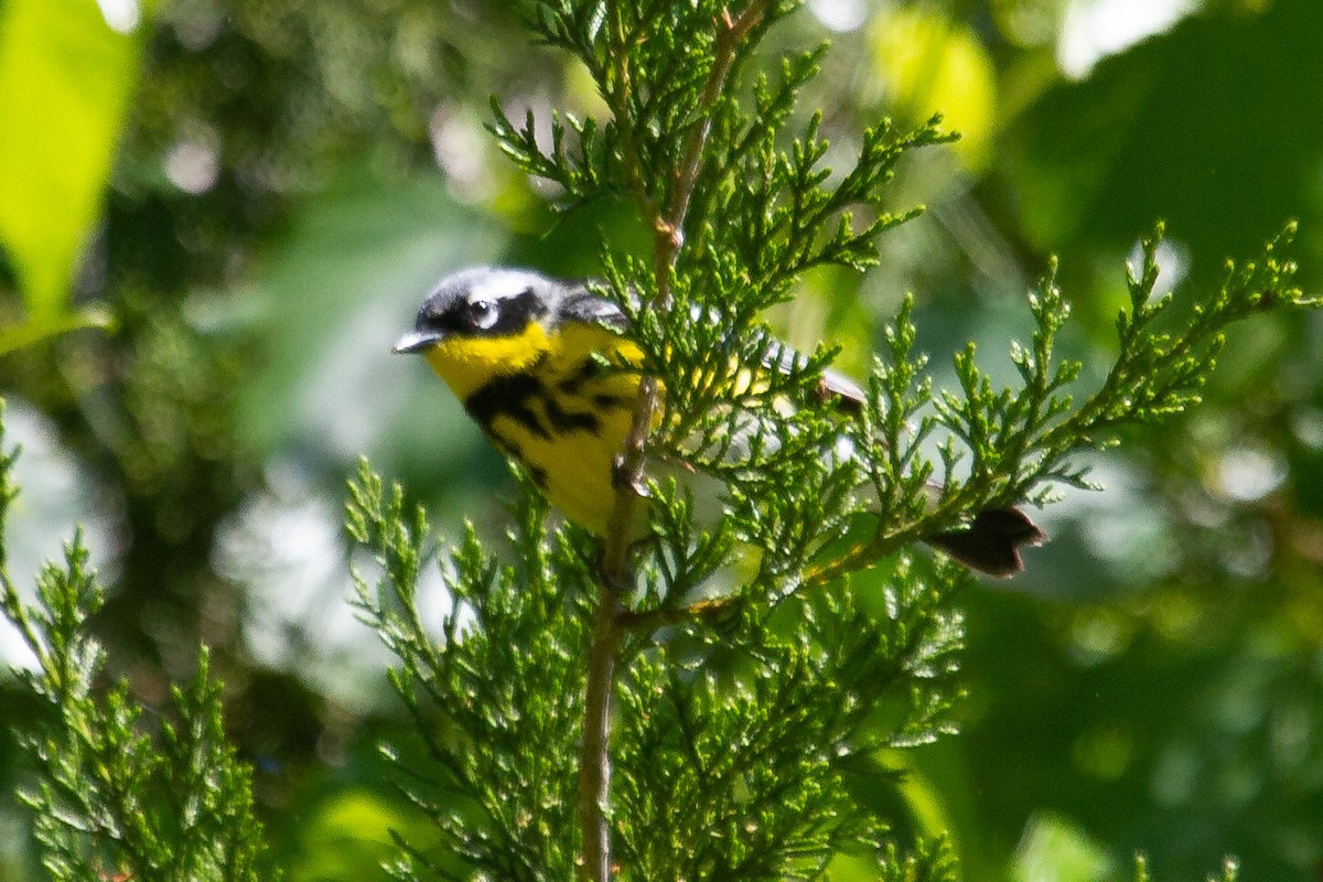 Magnolia Warbler - ML232528861