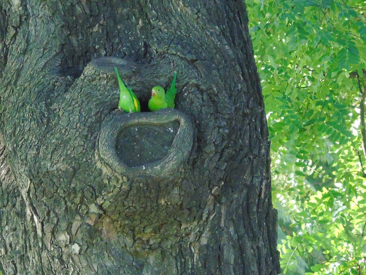 Yellow-chevroned Parakeet - ML232529381