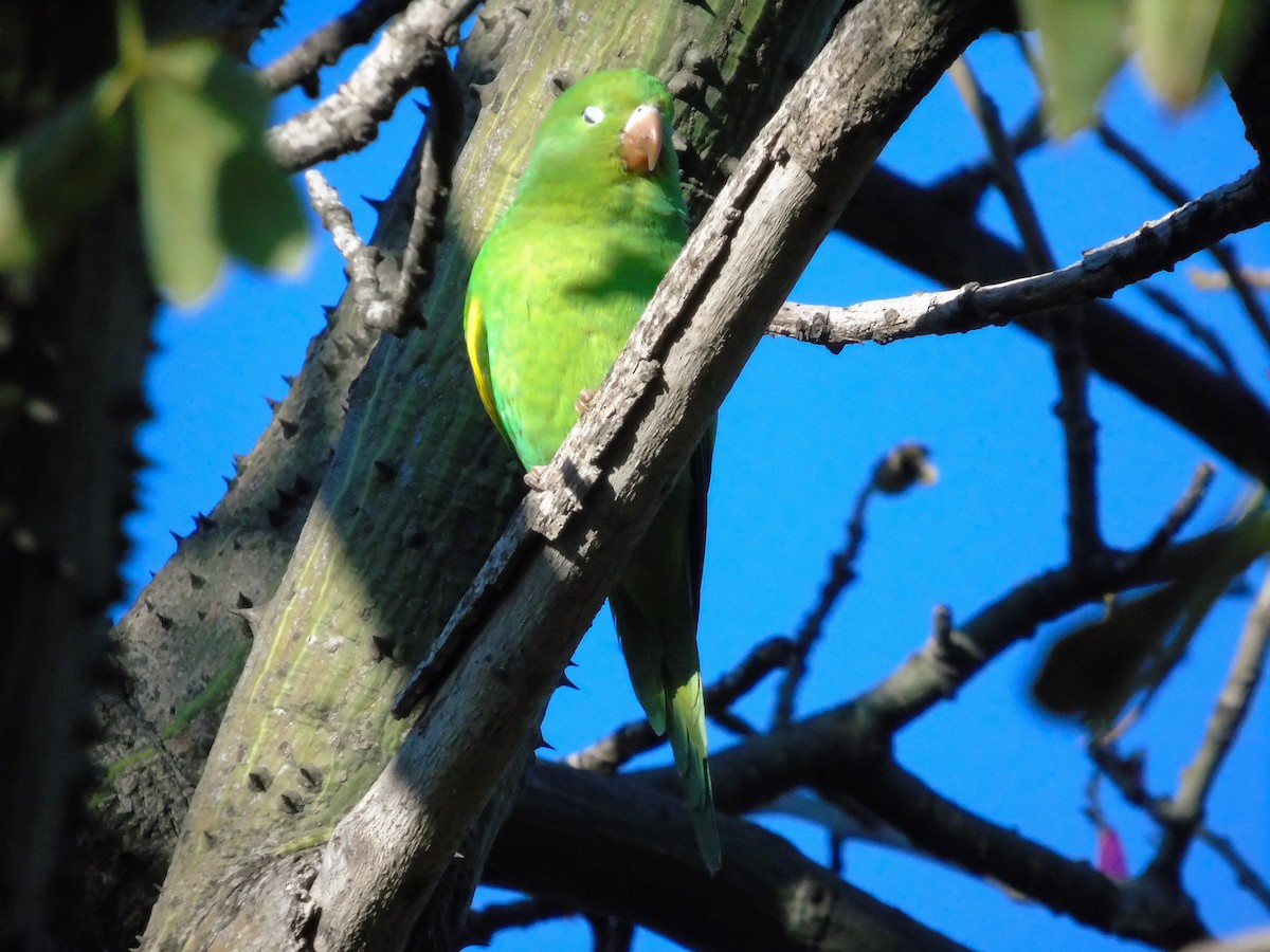 Yellow-chevroned Parakeet - ML232529481