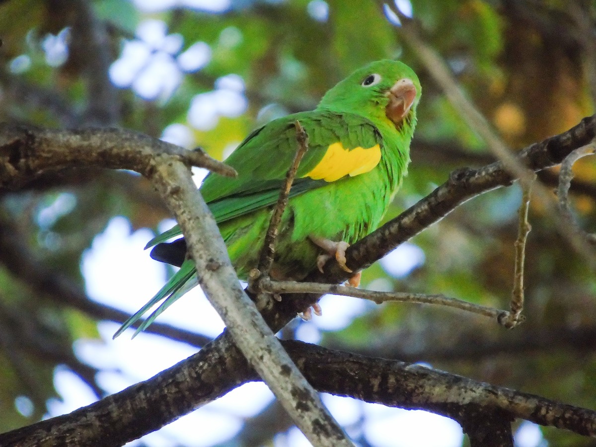 Yellow-chevroned Parakeet - ML232529491