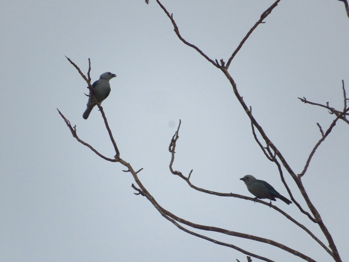 Blue-gray Tanager - ML232531101