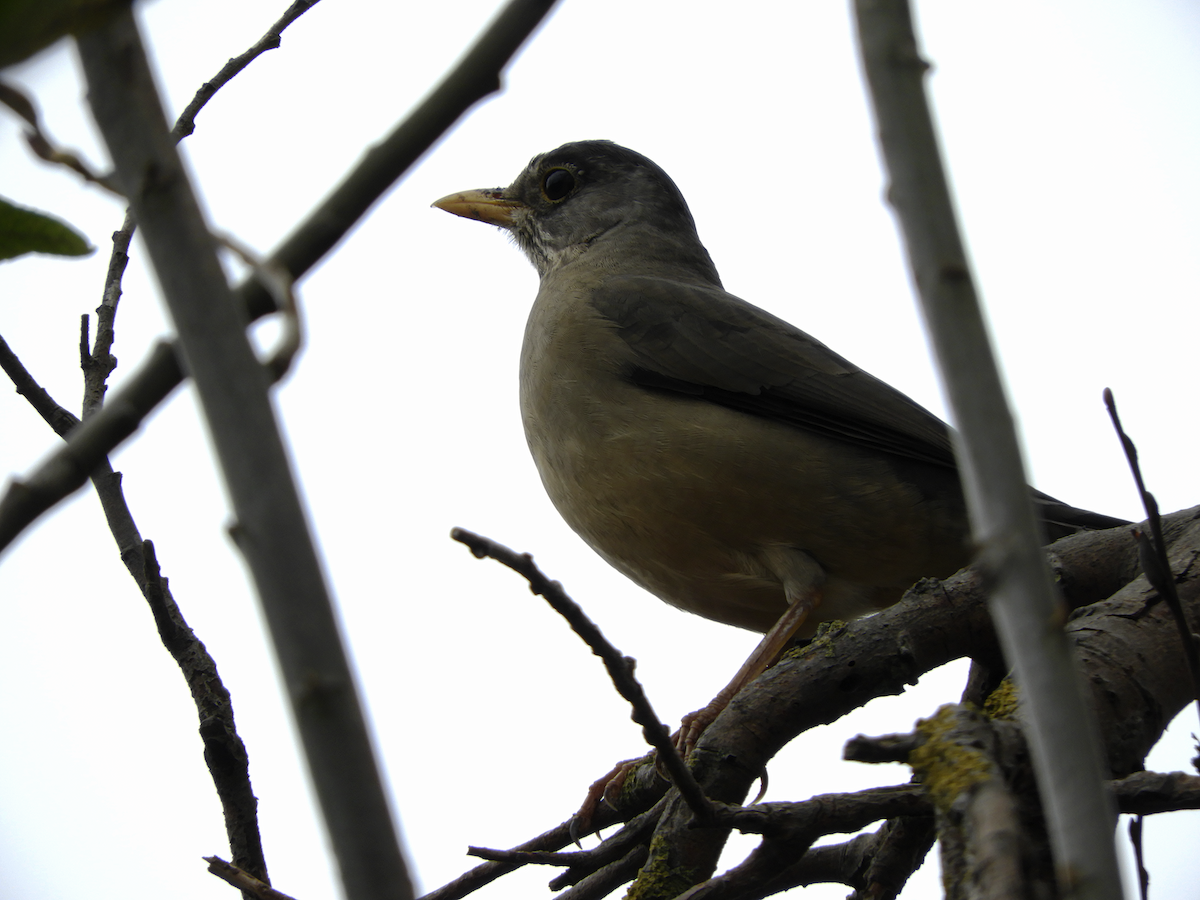 Austral Thrush - ML232531641