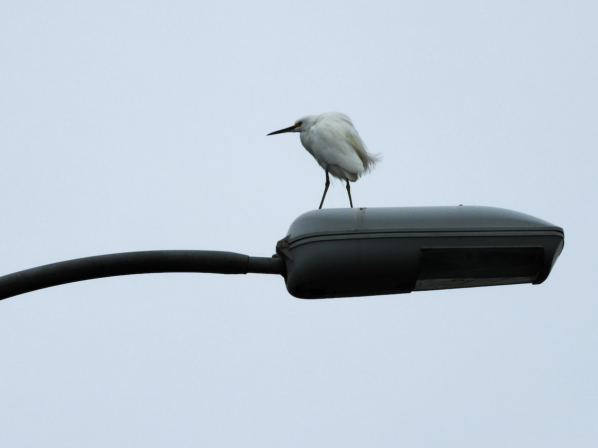 Snowy Egret - ML232531771