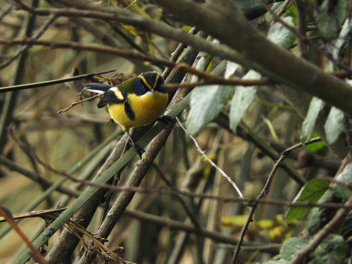 Many-colored Rush Tyrant - ML232531821