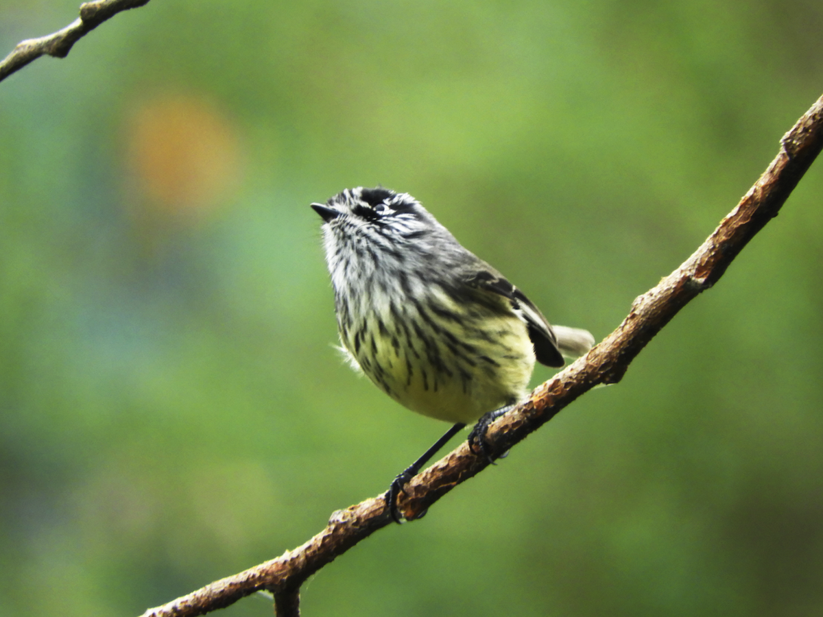 Tufted Tit-Tyrant - ML232531861