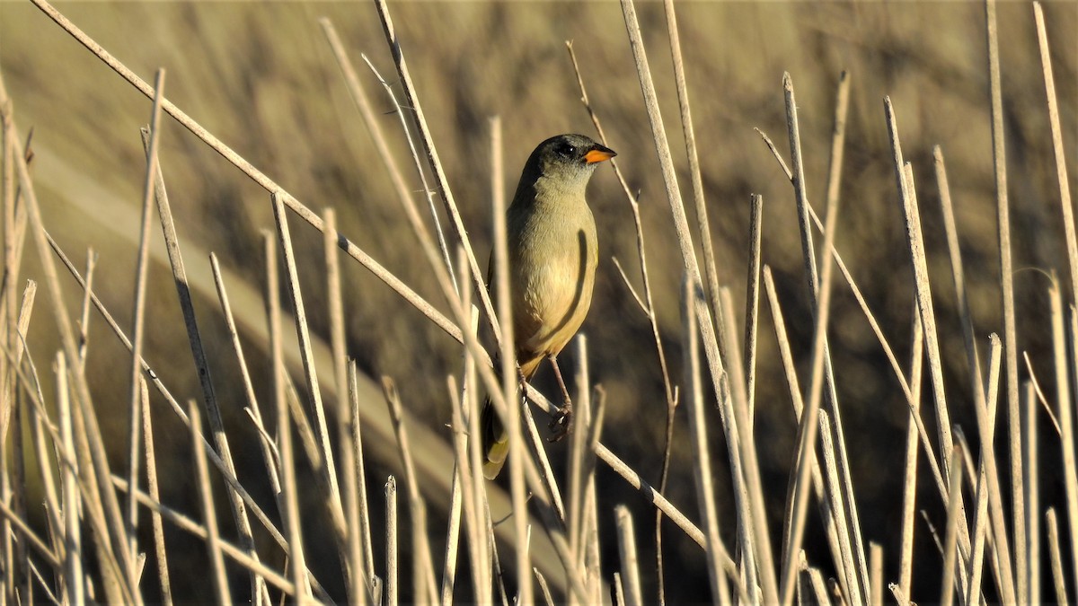 Great Pampa-Finch - ML232533241