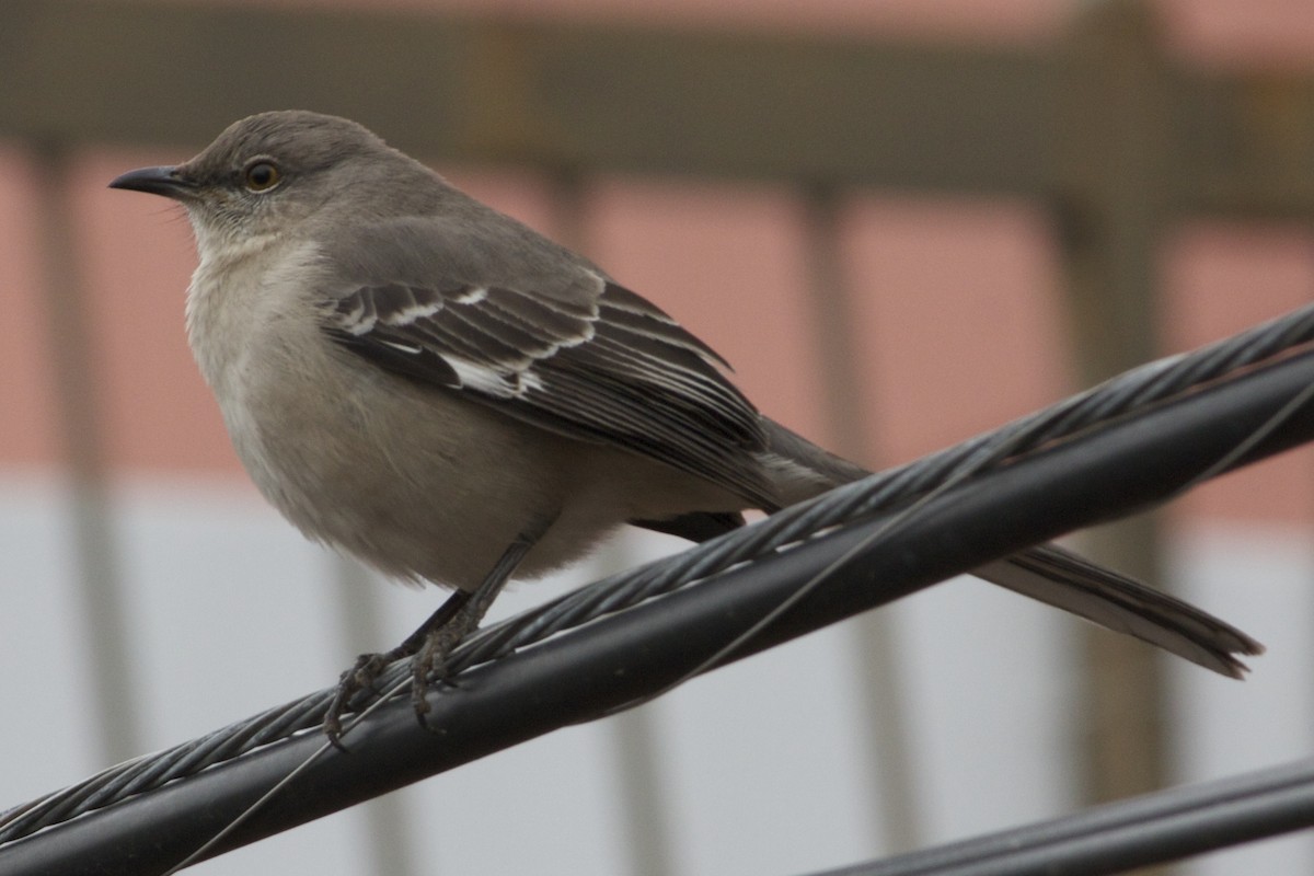 Northern Mockingbird - ML23253431