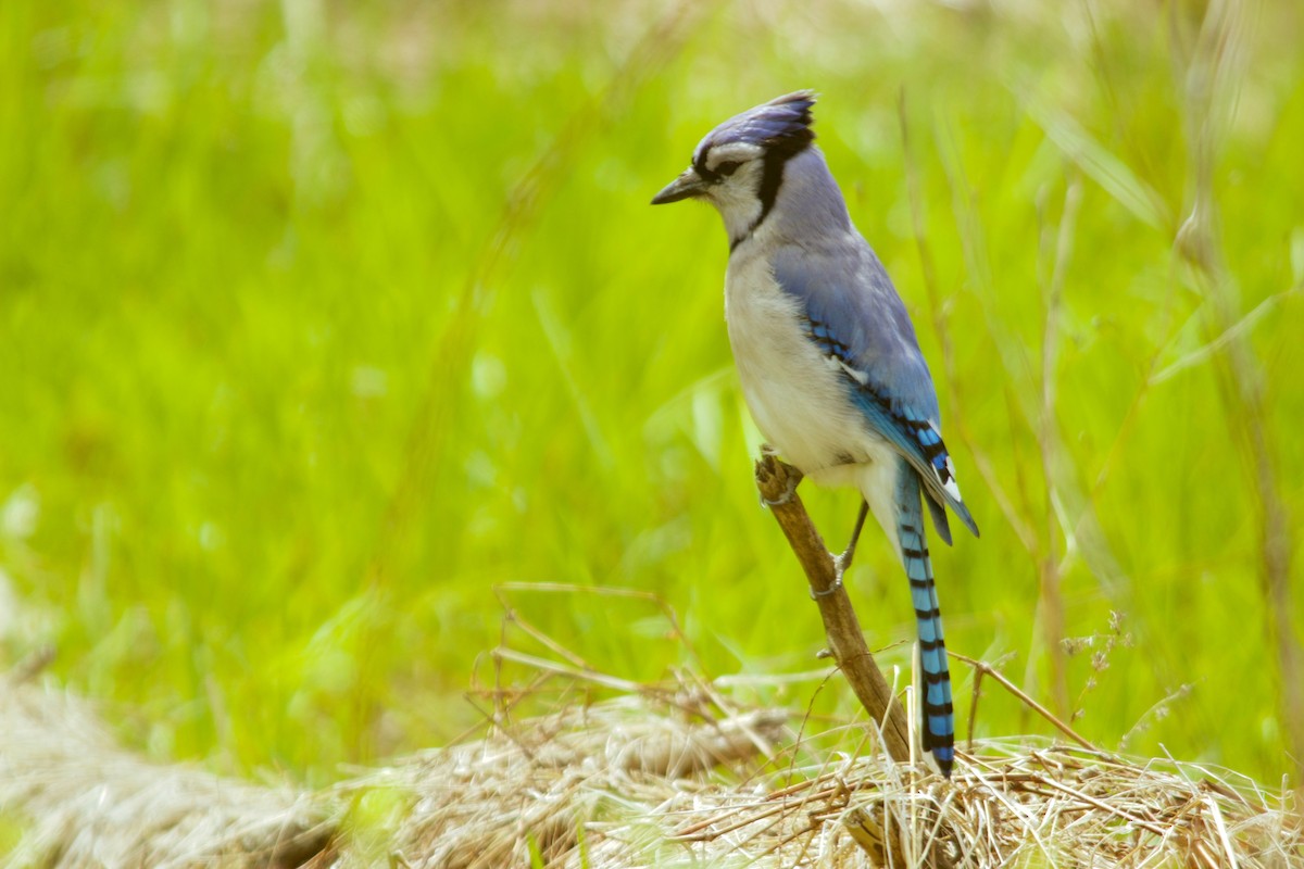 Blue Jay - ML232534831