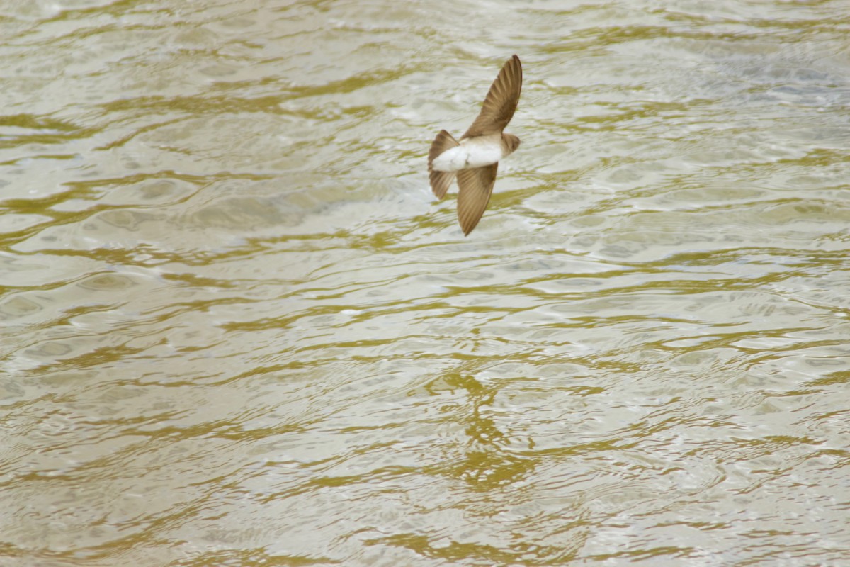 Northern Rough-winged Swallow - ML232534951