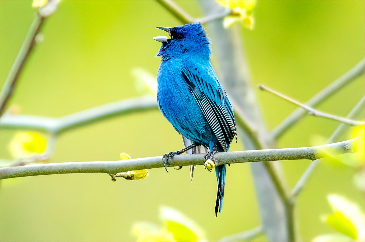 Indigo Bunting - ML232535531