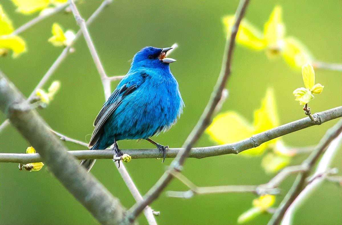 Indigo Bunting - ML232536381