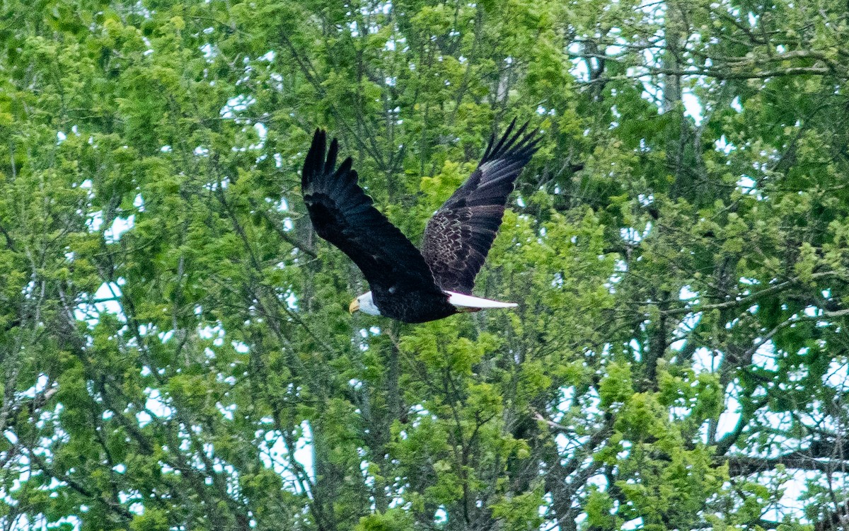 Bald Eagle - ML232536661