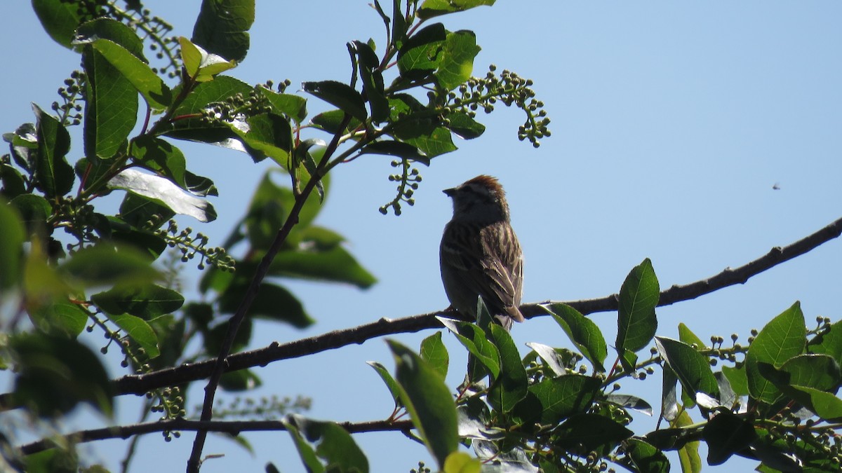 Chipping Sparrow - ML232537181