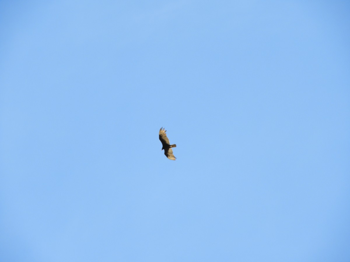 Turkey Vulture - ML232538741