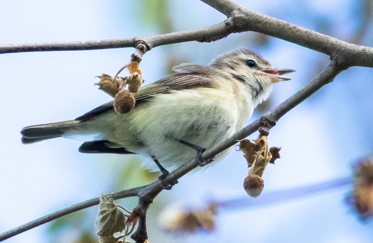 Warbling Vireo - ML232539391