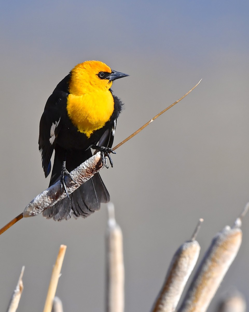Yellow-headed Blackbird - Gerald Friesen