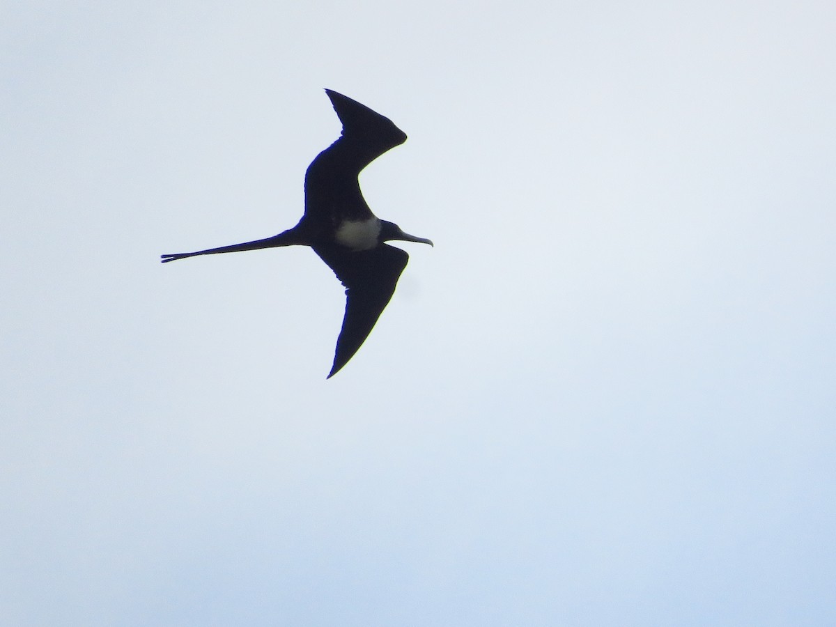 Magnificent Frigatebird - ML232541851