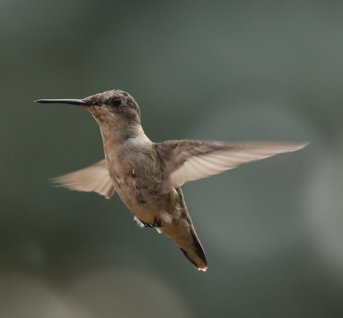 Ruby-throated Hummingbird - Cathy Sheeter