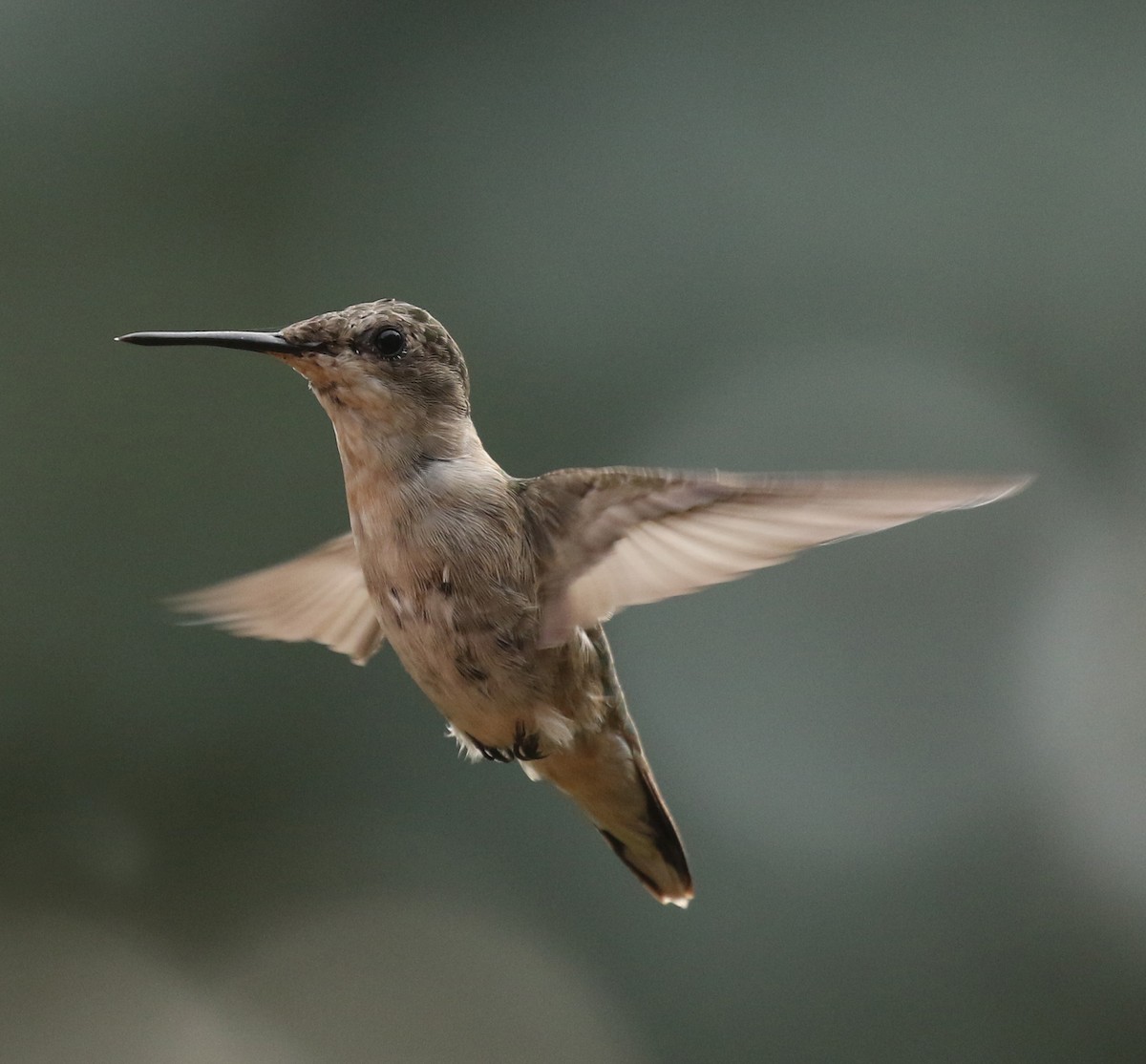 Colibrí Gorjirrubí - ML232541981