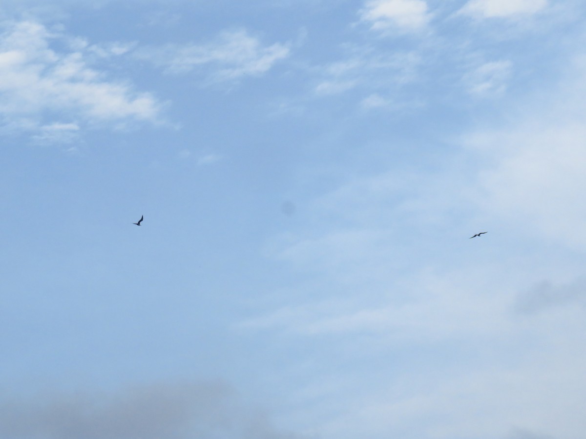 Magnificent Frigatebird - ML232542351