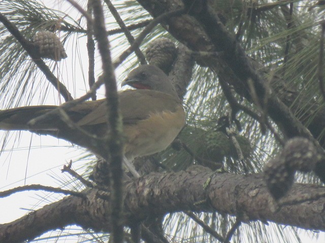 Plain Chachalaca - ML232542491