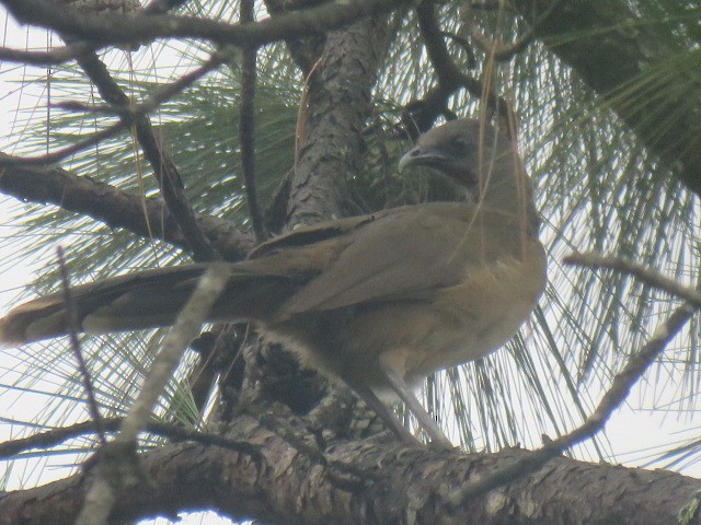 Plain Chachalaca - ML232542501
