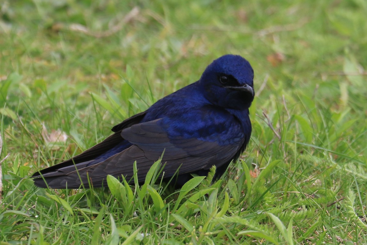 Purple Martin - ML232542671