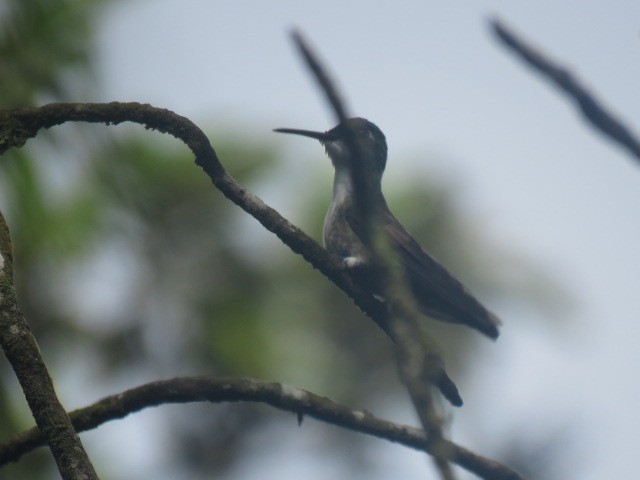 Azure-crowned Hummingbird - ML232543091
